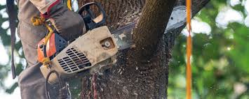 Lake Kiowa, TX Tree Care Services Company