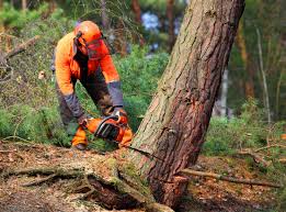 Best Emergency Tree Removal  in Lake Kiowa, TX