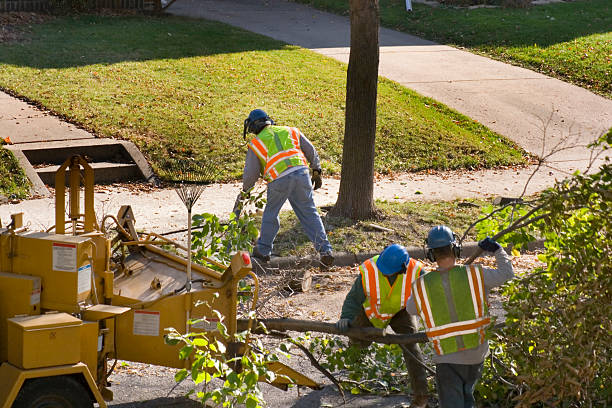 Best Tree Trimming and Pruning  in Lake Kiowa, TX